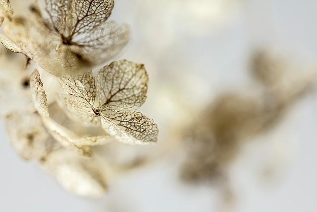 When is the best time to cut back hydrangeas for a fuller, healthier bloom?