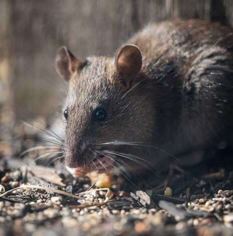 What Is the Best Mouse and Rat Killer for a Safe and Effective Solution