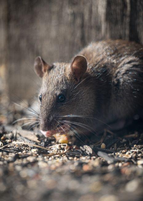 What Is the Best Mouse and Rat Killer for a Safe and Effective Solution