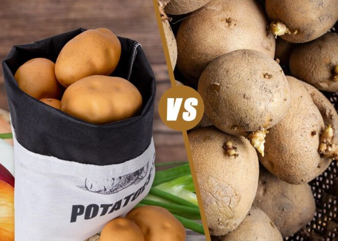 Best Vegetable Storage Bags – TOGETRUE Onion and Potatoes Keeper Review